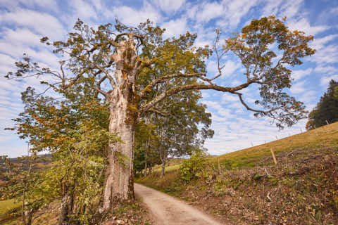 Gemeinde Lindberg Landkreis Regen Buchenau Schachtenwanderweg (Dirschl Johann) Deutschland REG